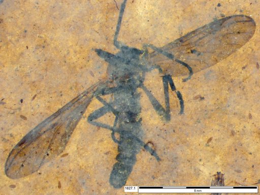Genus sp