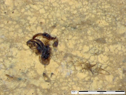 Chaoboridae