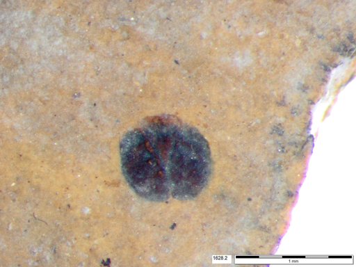 Tracheophyta
