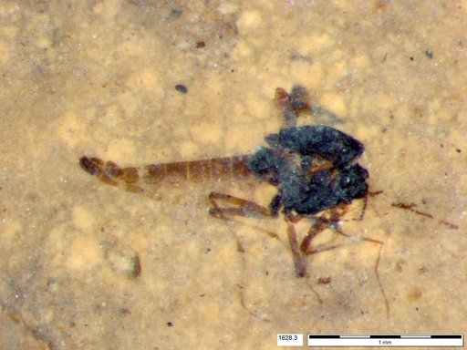 Diptera