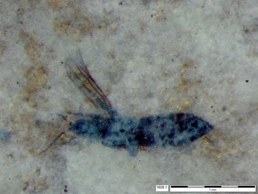 Genus sp