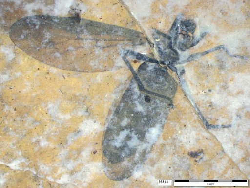 Genus sp