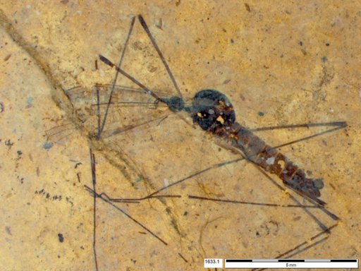 Diptera