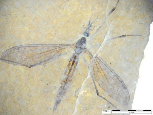 Diptera