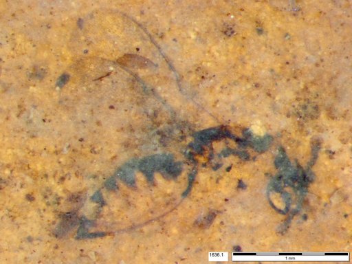 Genus sp