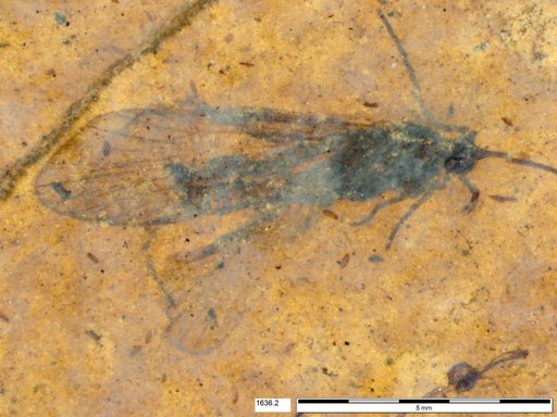 Genus sp