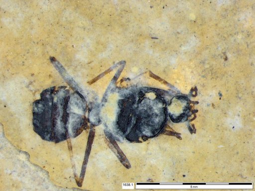 Formicidae