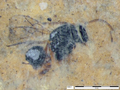 Genus sp