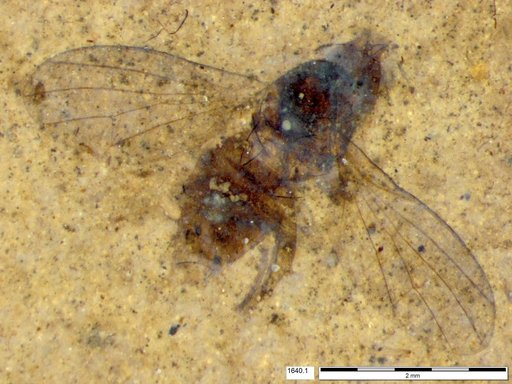 Diptera