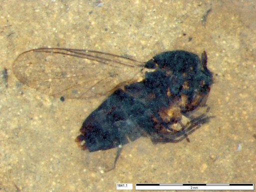 Diptera