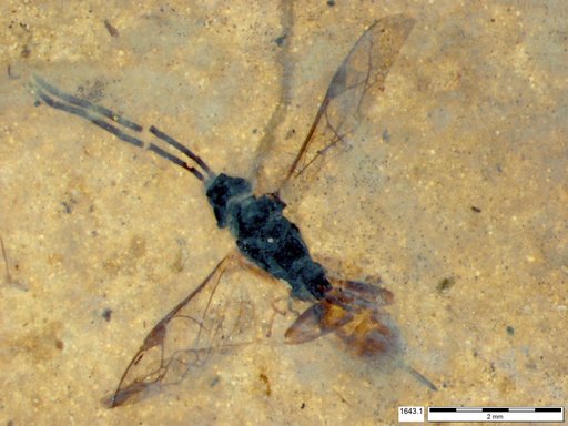 Ichneumonidae