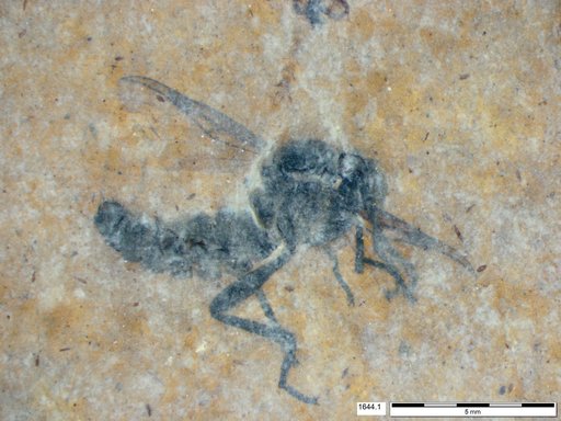 Diptera