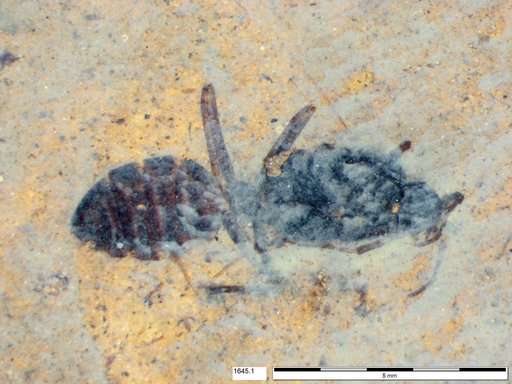 Formicidae