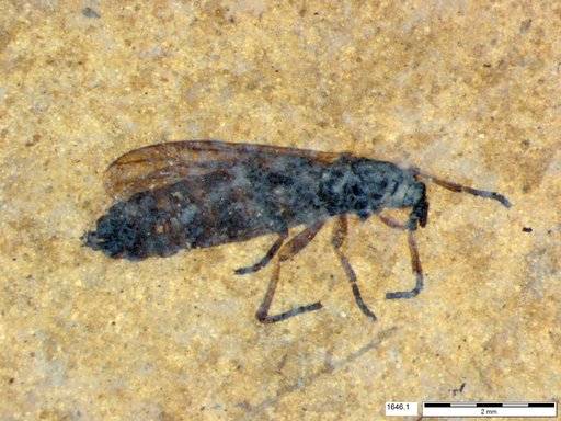 Genus sp