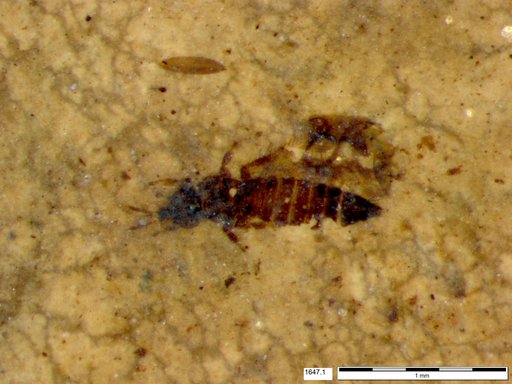 Genus sp