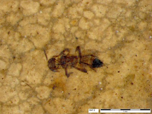 Genus sp