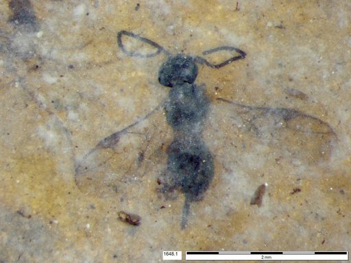 Braconidae