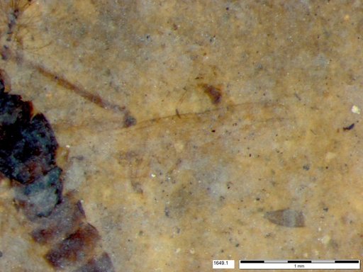 Chaoboridae