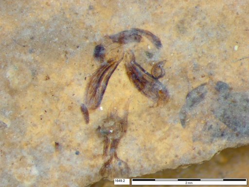 Chaoboridae