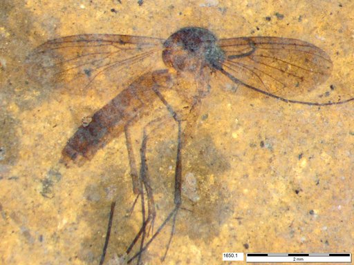 Mycetophilidae
