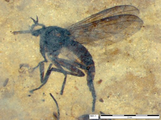 Diptera