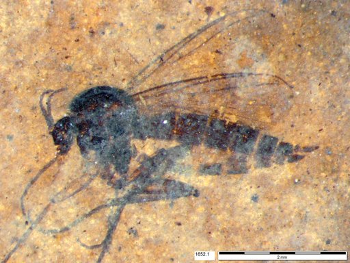 Diptera