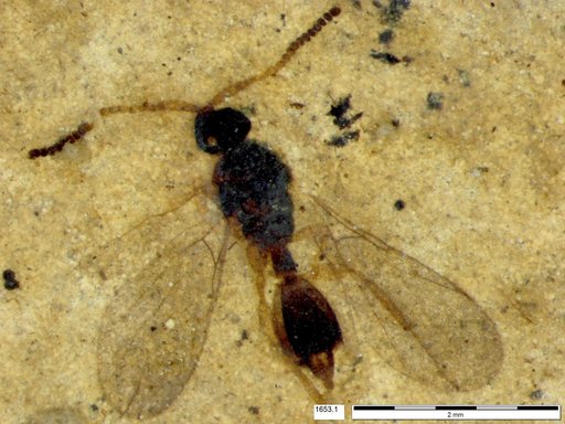 Diapriidae