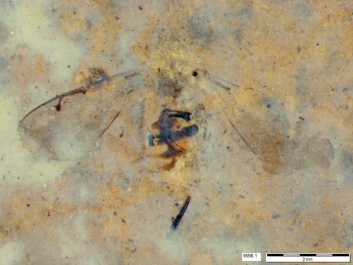 Genus sp