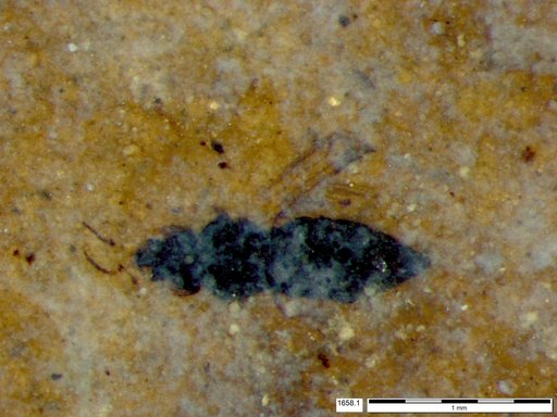 Genus sp