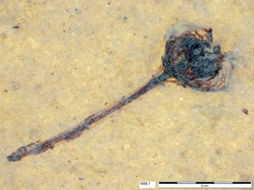 Tracheophyta