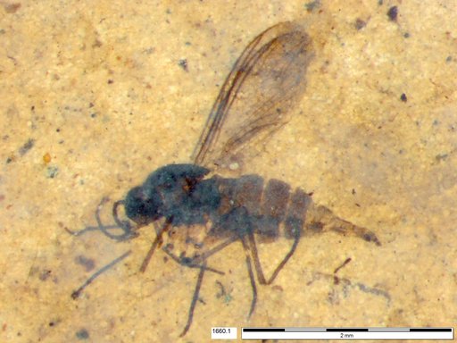 Sciaridae