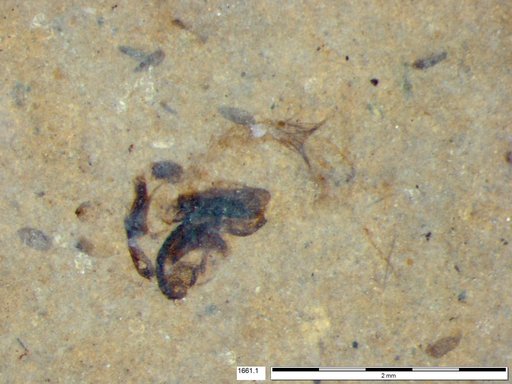 Chaoboridae