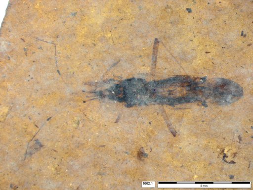 Genus sp