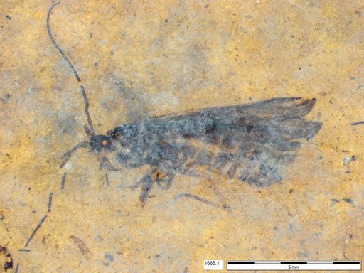 Genus sp
