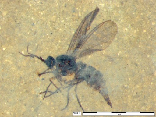 Sciaridae