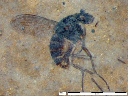 Diptera