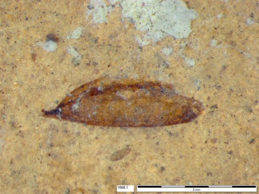 Tracheophyta