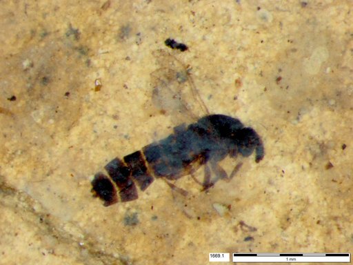 Insecta