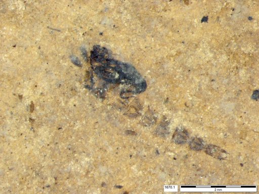 Diptera
