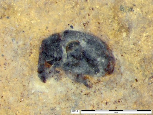 Genus sp
