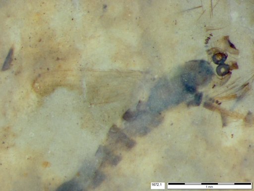 Chaoboridae
