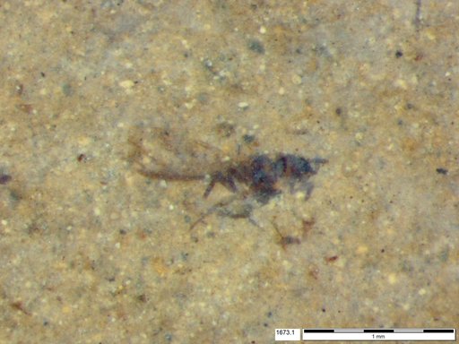 Aphididae