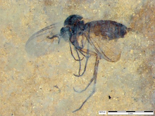 Diptera