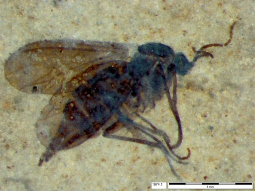 Sciaridae
