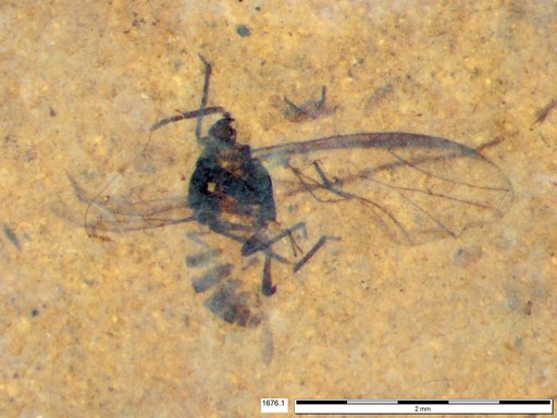 Aphididae