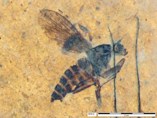 Diptera