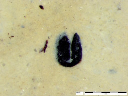 Tracheophyta
