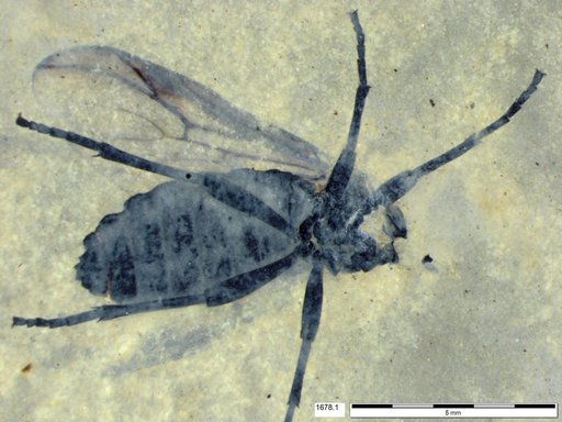Genus sp