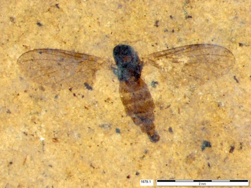 Diptera