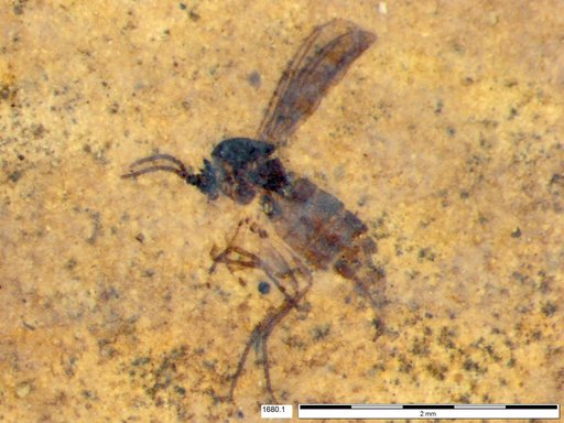Sciaridae